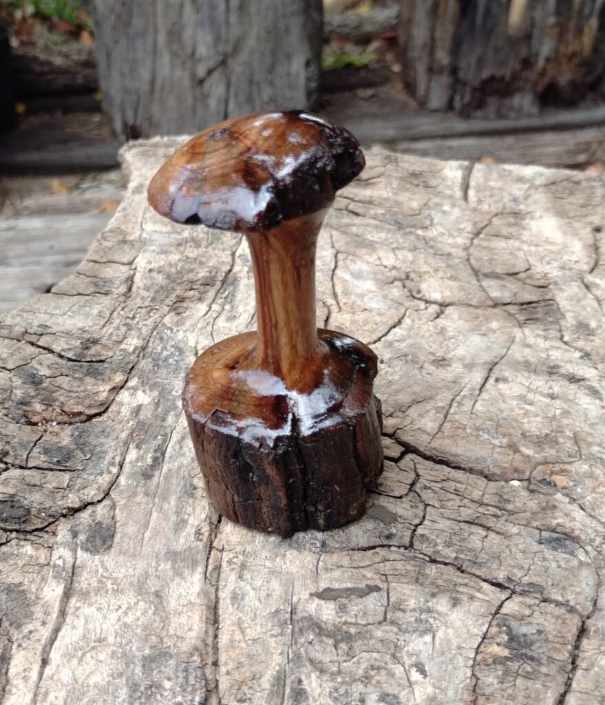 Camphor Mushroom