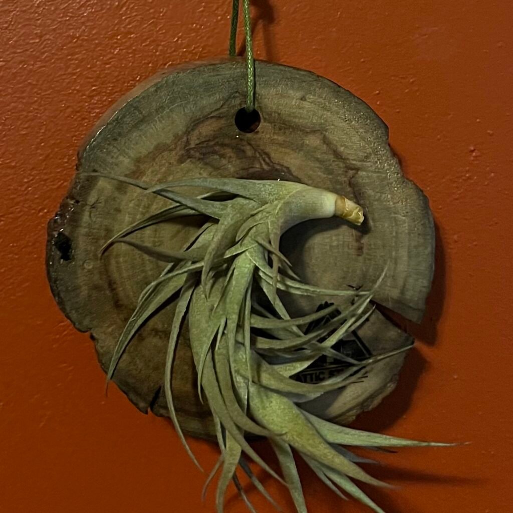 Air plant: Tillandsia