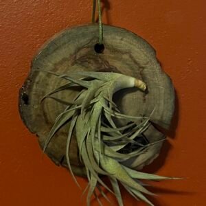 Air plant: Tillandsia